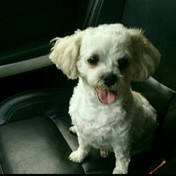 Meet your Posher, Caroline - Picture 4 of 12